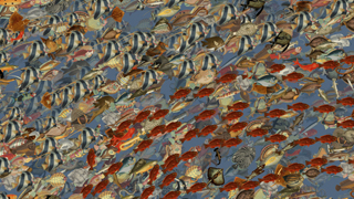 A dense collage of illustrated fish